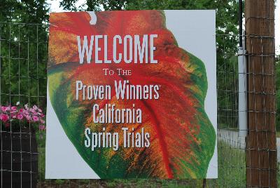 Seen @ Spring Trials 2016.: Welcome to Kirigin Cellars Winery, host to Proven Winners® Spring Trials 2016, in Gilroy, California.