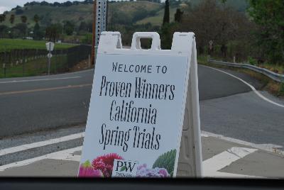 Seen @ Spring Trials 2016.: Welcome to Kirigin Cellars Winery, host to Proven Winners® Spring Trials 2016, in Gilroy, California.