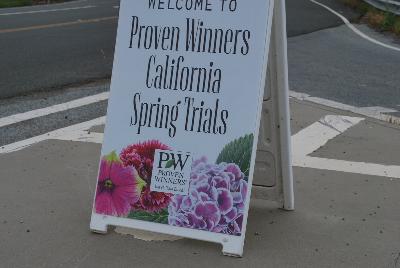 Seen @ Spring Trials 2016.: Welcome to Kirigin Cellars Winery, host to Proven Winners® Spring Trials 2016, in Gilroy, California.