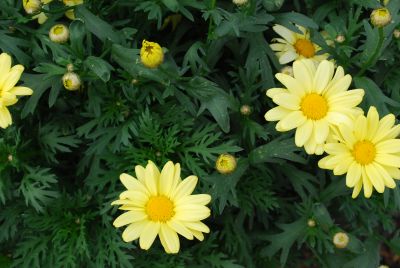  Argyranthemum Butterfly 