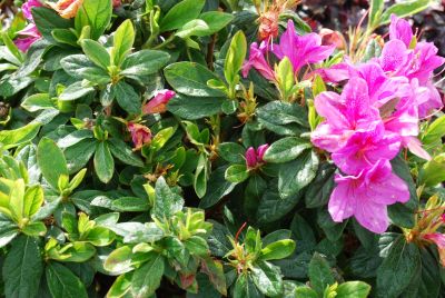 Azalea Bloom-A-Thon 'Lavender'