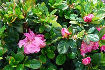 Azalea Bloom-A-Thon 'Pink Double'