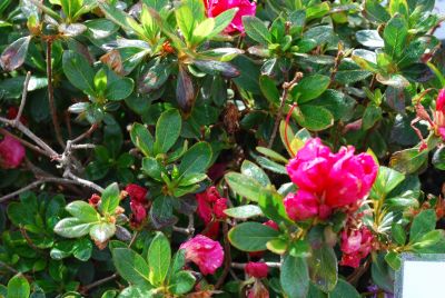 Azalea Bloom-A-Thon 'Red'