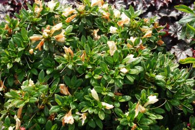 Azalea Bloom-A-Thon 'White'