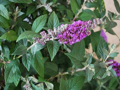 Lo & Behold Buddleiea Blue Chip 