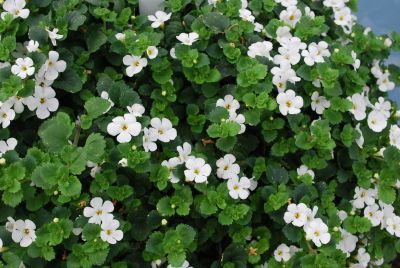 Bacopa Snowstorm® 'Giant Snowflake®'