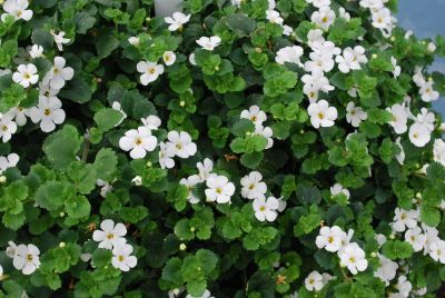 Snowstorm® Bacopa (sutera) Giant Snowflake® 