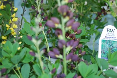 Decadence™ Baptisia hybrid Dutch Chocolate 