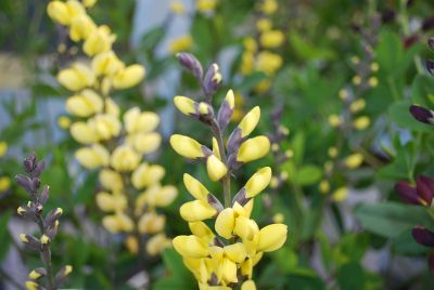 Decadence™ Baptisia hybrid Lemon Meringue 