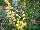 Proven Winners, LLC: Baptisia hybrid 'Lemon Meringue' 