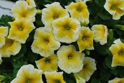 Calibrachoa Superbells® 'Citrus'