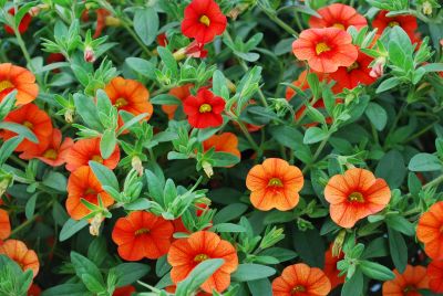 Calibrachoa Superbells® 'Dreamsicle'