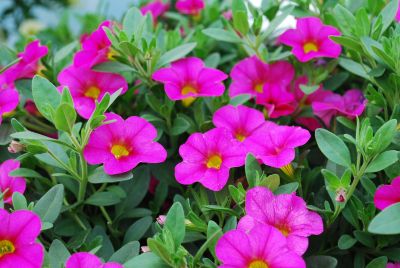 Calibrachoa Superbells® 'Pink'