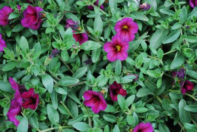 Calibrachoa Superbells® 'Plum'