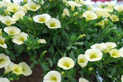 Calibrachoa Superbells® 'Yellow Chiffon'