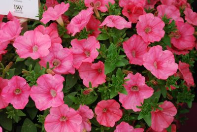 Calibrachoa Supertunia® 'Bermuda Beach'