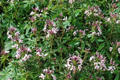  Cleome Senorita Blanca™ 