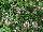 Proven Winners, LLC: Cleome  'Senorita Blanca™' 