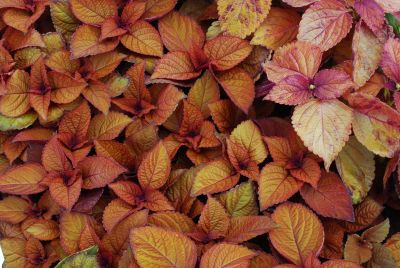 Colorblaze® Coleus Keystone Kopper® 