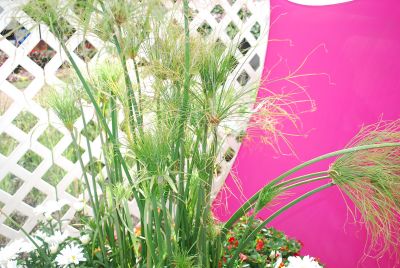 Cyperus Graceful Grasses™ 'King Tut®'