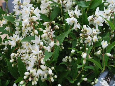 Deutzia  'Yuki Snowflake'