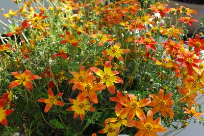 Bidens Campfire™ 'Fireburst'