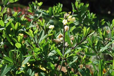 Baptisia Decadence® 'Vanilla Cream'