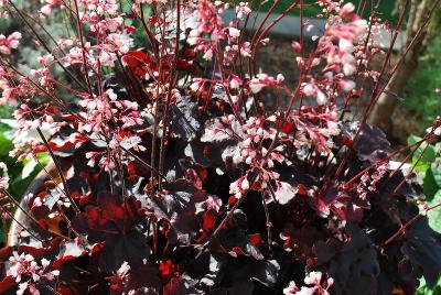 Heuchera Dolce® 'Brazen Raisin'