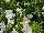 Proven Winners, LLC: Browallia  'Flirtation' 
