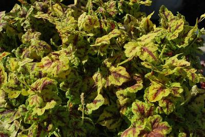  Heucherella Leapfrog 