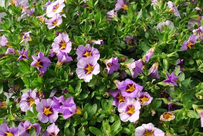 Calibrachoa Superbells® 'Evening Star'