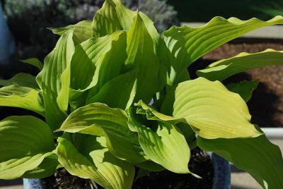 Hosta  'Coast to Coast'