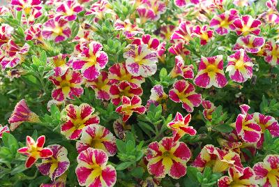 Calibrachoa Superbells® 'Holy Moly!™'