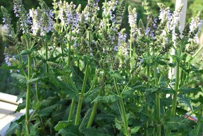 Color Spires® Salvia Crystal Blue 