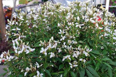 Cleome  'Senorita Blanca™'