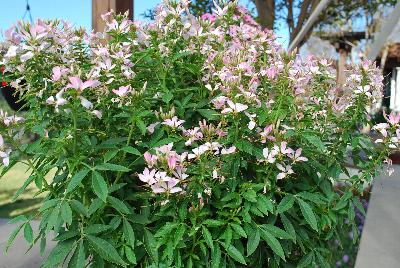  Cleome Senorita Mi Amor™ 