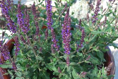 Color Spires® Salvia Violet Riot 