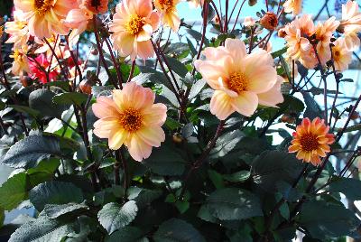 Dahlightful™ Dahlia Georgia Peach 