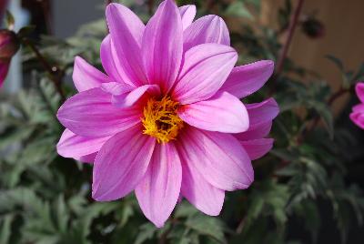 Dahlia Dahlightful™ 'Lively Lavender'