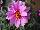 Proven Winners, LLC: Dahlia  'Lively Lavender' 