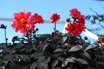 Dahlia Dahlightful™ 'Sultry Scarlet'