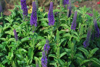 Veronica Magic Show™ 'Enchanted Indigo'