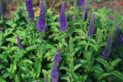 Veronica Magic Show™ 'Enchanted Indigo'