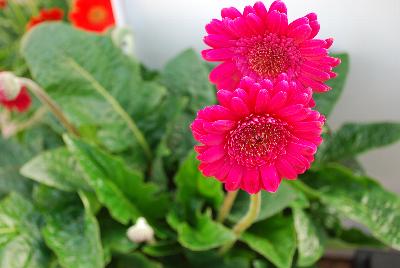 Hello!™ Gerbera Magentamen 