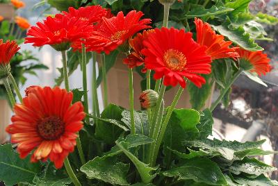 Gerbera Hello!™ 'Miss Scarlet'