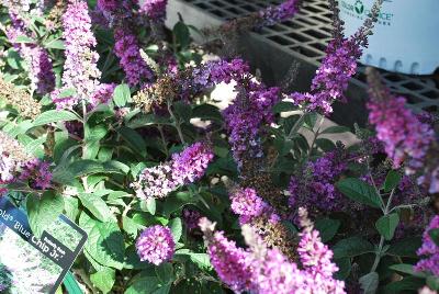 Butterfly Bush Lo & Behold® 'Blue Chip Jr.'