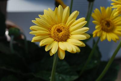 Proven Winners, LLC: Hello!™ Gerbera Sunshine 