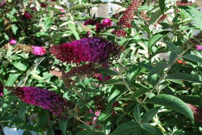 Butterfly Bush  'Miss Molly'