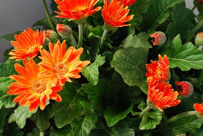 Gerbera Hello!™ 'Pumpkin'