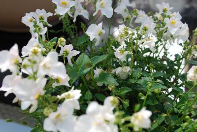 Flirtation® Diascia Glacier White 